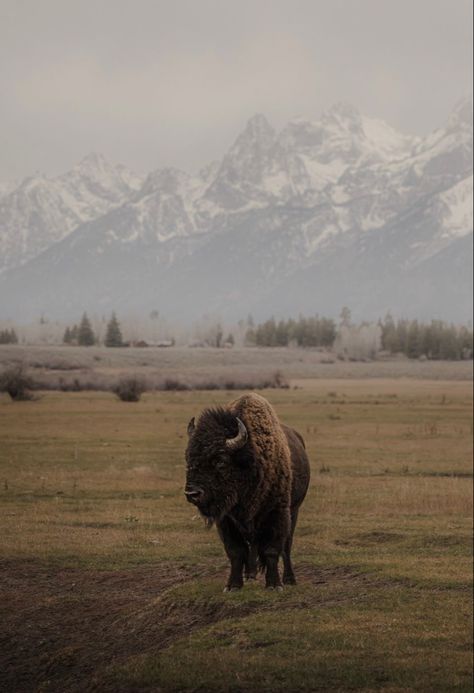 Wyoming Ranch Aesthetic, Western Homescreen Ideas, Bison Aesthetic, Out West Aesthetic, Bison Wallpaper, Rancho Aesthetic, Wyoming Aesthetic, Moody Western, Bison Ranch