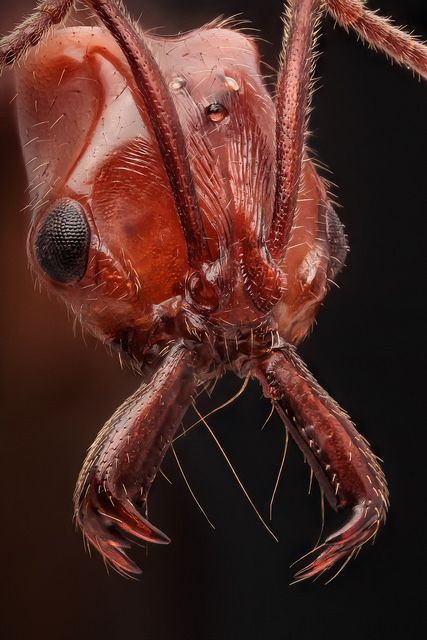 Wow! Amazing image captured. Long mandibula (ant) Bug Mandible, Macro Fotografie, Ant Species, Macro Photography Insects, Foto Macro, Micro Photography, Cool Insects, Microscopic Images, Cool Bugs