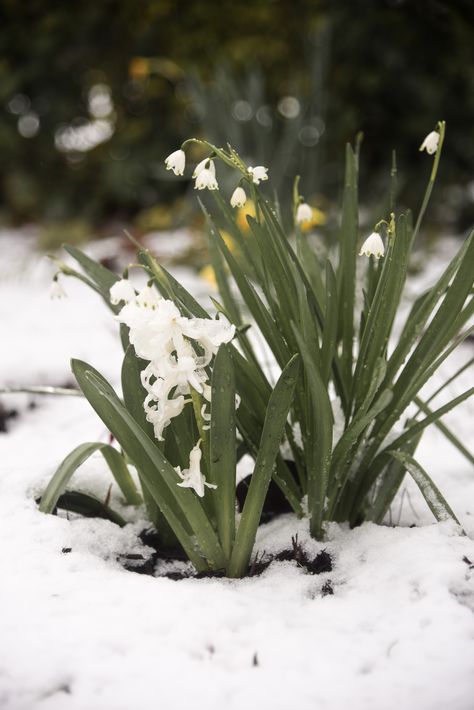 March Snow, Winter, Spring, Cold, Flowers, Garden, Landscape, photography, Hyacinth, Snowdrop Early Spring Landscape, Winter To Spring Aesthetic, Snowdrops Aesthetic, Cold Spring Aesthetic, March Landscape, Winter Spring Aesthetic, Large Garden Landscaping, March Moodboard, Hamptons Garden Landscaping