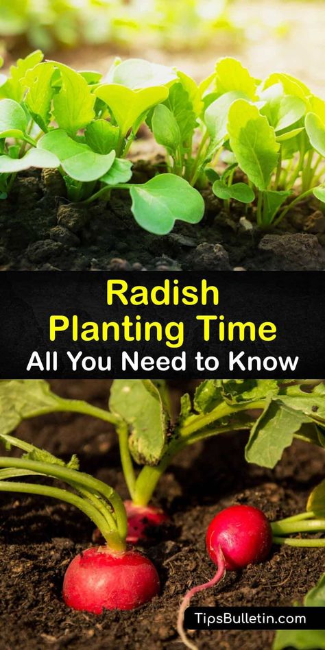 Learn when to plant radishes (Raphanus sativus) of all types, from Easter Egg to French Breakfast. Learn how to sow radish seeds indoors in the early spring, transplant them outside with proper spacing, and care for your crops for a healthy harvest. #planting #radishes #growing French Breakfast Radish Growing, Radish Planting How To Grow, Growing Radishes From Seed, Growing Radishes In Containers, Bucket Planting, Radish Growing, Radish Plant, Planting Radishes, Hawaii Garden