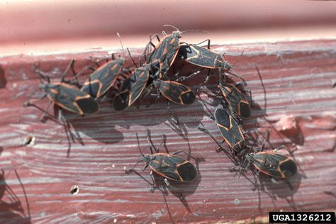 Boxelder Bugs, Box Elder Bugs, Feeding Birds, Pest Prevention, Lady Beetle, Stink Bugs, Dried Corn, Box Elder, Iowa State University