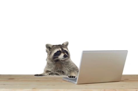 #edit #raccoons #cute Raccoon Laptop Wallpaper, Raccoon Desktop Wallpaper, Raccoon Wallpaper Pc, Silly Pc Wallpaper, Raccoon Banner Discord, Cute Animal Wallpapers For Laptop, Animated Raccoon, Karl Bsd, Raccoons Cute