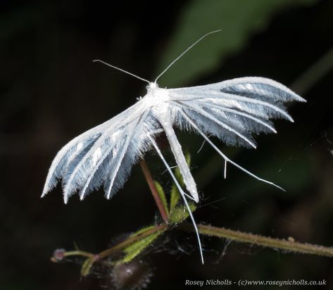 White Plume Moth (Pterophorus pentadactyla) Plume Moth, Moth Pupa, White Satin Moth, White Witch Moth, White Plume Moth, White Ermine Moth, White Moth, Pale Tussock Moth, Large Tolype Moth