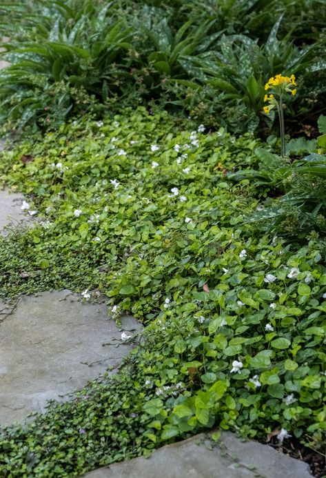 Xanthe White Gardens, Nz Native Garden, Xanthe White, Small Ornamental Trees, Garden Foliage, Geranium Rozanne, Plant Combos, Alchemilla Mollis, Coastal Landscaping