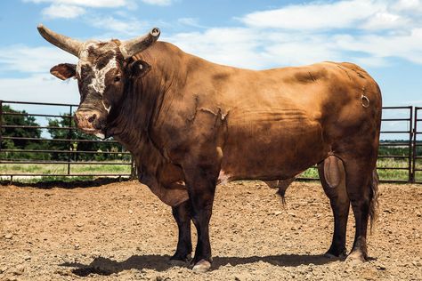 Bushwacker Bull, Rodeo Photography, Pbr Bull Riders, Pbr Bull Riding, Cowboy Photography, Rodeo Poster, Horse Competition, Bucking Bulls, Farm Books