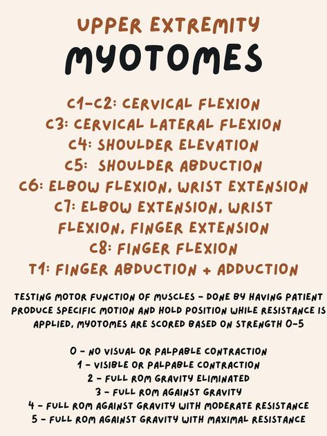 neurological screening dermatome myotome deep tendon reflexes lower extremity sensation motor function healthcare health professions nursing physical therapy athletic training physician nerve roots spine cervical thoracic lumbar Deep Tendon Reflexes, Physical Therapy Assistant Student, Pta Programs, Physical Therapy Humor, Physical Therapy School, Physical Therapy Student, Therapy Humor, Physical Therapist Assistant, Physical Therapy Assistant