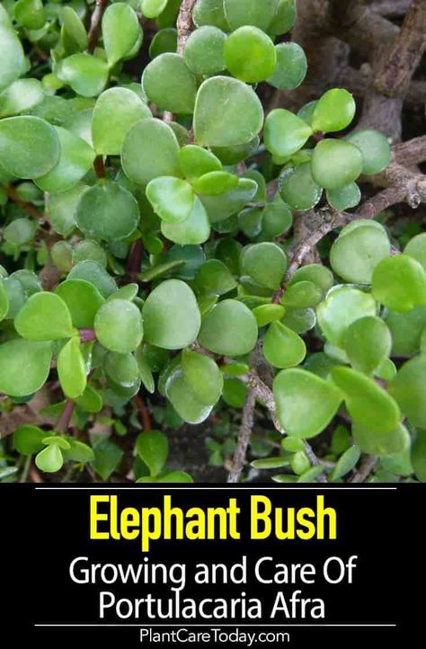 Elephant Bush (Portulacaria afra) a succulent, confused with jade plants, miniature and variegated varieties, small, glossy green leaves, grows in dry, rocky slopes, fast, upward growth. [DETAILS] Portulacaria Afra Care, Elephant Bush Plant, Elephant Bush Succulent Care, Elephant Bush Succulent, Plant Tricks, Landscape Planters, Pretty Succulents, Elephant Bush, Succulent Names