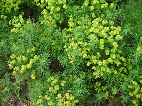 Cypress spurge (Euphorbia cyparissias) Cypress Spurge, Euphorbia Cyparissias, Chelsea 2023, Witches Garden, Sand Garden, Water Wise Plants, Witch Garden, Water Wise, Sunny Yellow