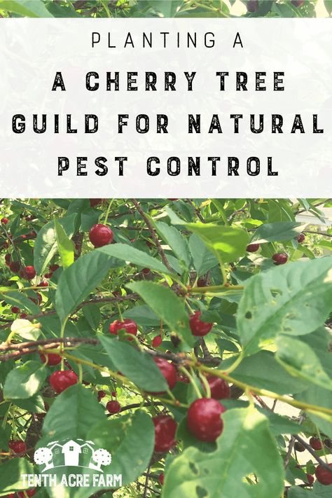 Cherry Tree Guild, Antifungal Herbs, Tree Guild, Food Forests, Sweet Alyssum, Diy Nature, Veggie Gardens, White Clover, Fruit Fly