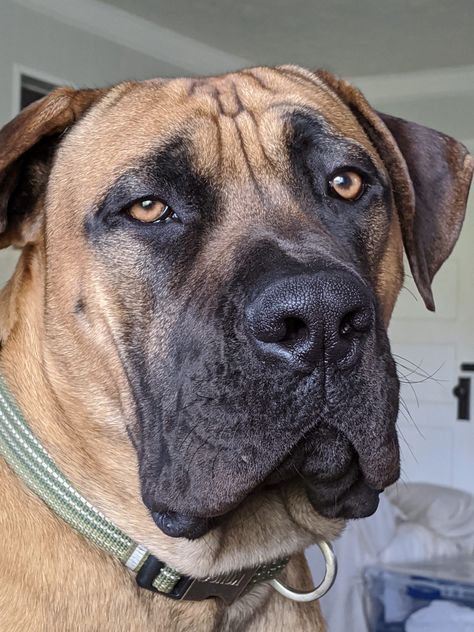 African mastiff/ boerboel/ Rumpelstiltskin African Boerboel, Pet Anime, Dog Stairs, Dane Dog, Dog Vest Harness, Calm Dogs, Dog Vest, Guide Dog, Bull Mastiff