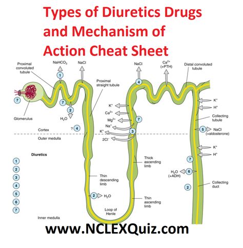 Osmotic Diuretics, Loop Diuretics, Pharmacy Technician Study, Loop Of Henle, Nursing School Studying Cheat Sheets, Nursing Instructor, Study Stuff, Nclex Study, Medical Student Study