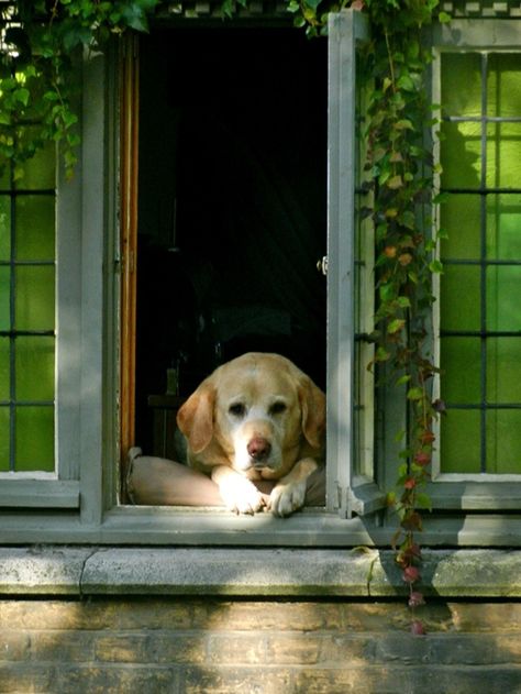 Dog Looking Out Window, Leaning Out, Dog Words, Hallway Art, In Bruges, How To Lean Out, Bruges Belgium, Dog Photoshoot, Etsy Ideas