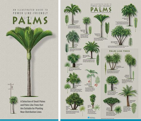 Plant the right tree in the right place Palm Tree Landscaping, Palm Tree Types, Palm Trees Garden, Tree Landscaping, Tropical Pool Landscaping, Palm Trees Landscaping, Florida Landscaping, Palm Tree Plant, Tropical Garden Design