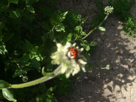 Aesthetic Nostalgic Pictures, Whimsy Core, Blurry Nature, Ladybug Aesthetic, Pines Aesthetic, Nature Core, Colourful Aesthetic, Vintage Nature Photography, 2021 Aesthetic