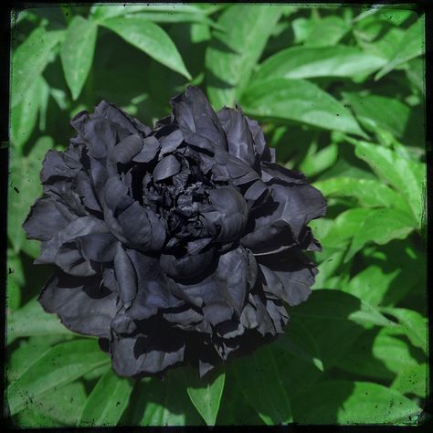 Peony Poppy, Goth Garden, Black Peony, Tree Peony, Gothic Garden, Black Garden, Tiny Plants, Peat Moss, Poppy Seeds