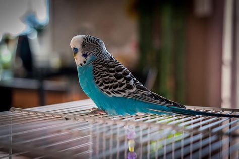 Parakeet Talking, Budgie Care, Parakeet Names, Pet Parakeet, Parakeet Art, Parakeet Care, Parakeet Food, Parakeet Toys, Blue Parakeet