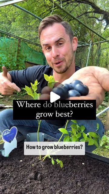 How To Grow Blueberries From Fruit, Potted Blueberry Bush, How To Grow Blueberries In A Pot, Potted Blueberries, How To Grow Blueberries, Blueberry Plants In Pots, Blueberry Plants Gardening, Container Blueberries, Plant Blueberries