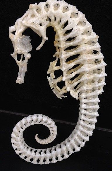 Skeleton of a seahorse. Credit: Steve Huskey (from Science Friday "Welcome to the Bone Room") Animal Skull Reference, Seahorse Skeleton, Animal Skeleton, Skull Reference, Animal Skeletons, Animal Skull, Vulture Culture, Animal Anatomy, Bone Art