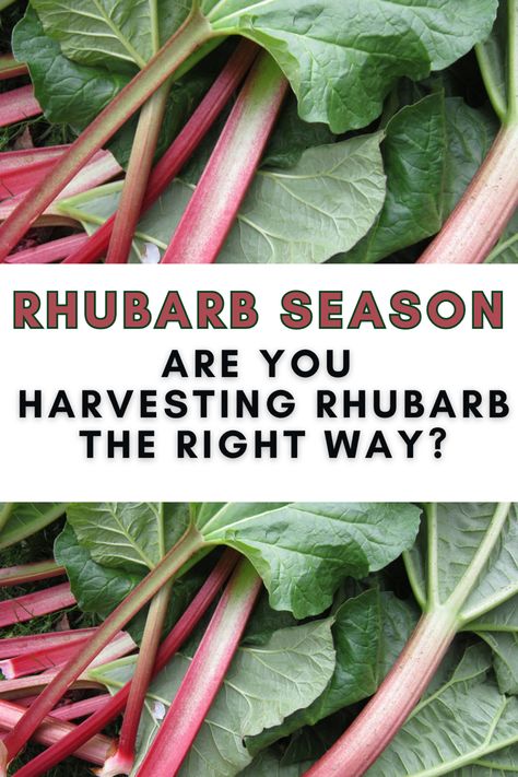 How to harvest rhubarb Planting Rhubarb, Rhubarb Plant Care, How To Grow Rhubarb, Rhubarb Growing, Rhubarb Plants How To Grow, When To Pick Rhubarb, Grow Rhubarb, How To Harvest Rhubarb, Health Benefits Of Rhubarb