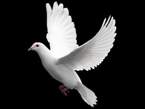 Vogel Gif, Dove Flying, Dove Images, Holy Spirit Dove, Dove Pictures, Easy Magic Tricks, फोटोग्राफी 101, इंस्टाग्राम लोगो, तितली वॉलपेपर