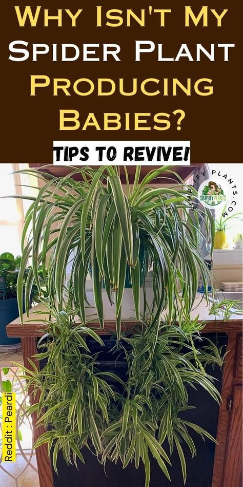 "Discover why your spider plant isn't producing babies and learn effective  solutions in our guide at Simplify Plants. Explore essential spider plant  care tips for indoor environments, understand the benefits of the  Chlorophytum comosum, and find out how to encourage spider plant  propagation. Address common issues like brown leaves and ensure your spider  plant thrives. Unlock the secrets to healthy spider plant babies today! Houseplant Care Tips, Spider Plant Brown Tips, Spider Plant Decor, Spider Plant Care Indoor, Propagating Spider Plants, Spider Plant Propagation, Garden Redesign, Spider Plant Care, Spider Plant Babies