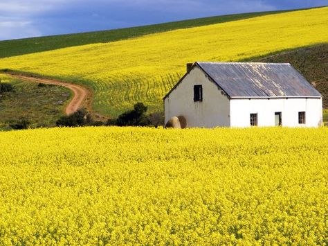 Canola Field Painting, Canola Field, Paintings Ideas, Out Of Africa, Colour Field, Western Cape, Southern Africa, History Lessons, Wild Flower