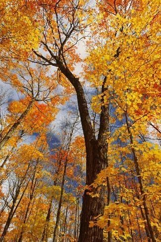 Trees In Autumn, Canada Ontario, Maple Trees, Pretty Landscapes, Sugar Maple, Autumn Scenery, Maple Tree, Autumn Landscape, Fall Wallpaper