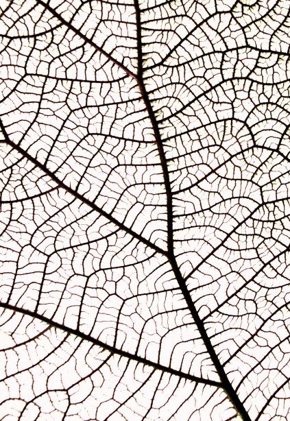 Black and white phot, Mountain Grape Leaves Template, Geometry In Nature, Texture Drawing, Texture Inspiration, Leaf Texture, Simple Acrylic Paintings, Template Ideas, Art Deco Interior, Patterns In Nature