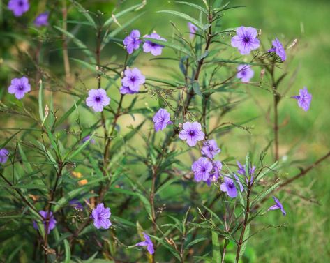 Growing and Caring for Mexican Petunias: Everything You Need To Know Flower Pairings, Plants That Repel Cats, Propagate Hydrangea, Mexican Petunias, Different Types Of Lilies, Mexican Petunia, Petunia Care, Garden Plants Ideas, Propagating Hydrangeas