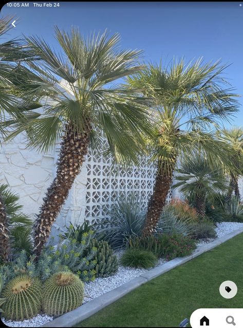 Palm Springs Landscaping, Palm Springs Garden, Palm Trees Landscaping, Palm Springs Style, Desert Garden, Have Inspiration, Covent Garden, Modern Landscaping, Desert Landscaping