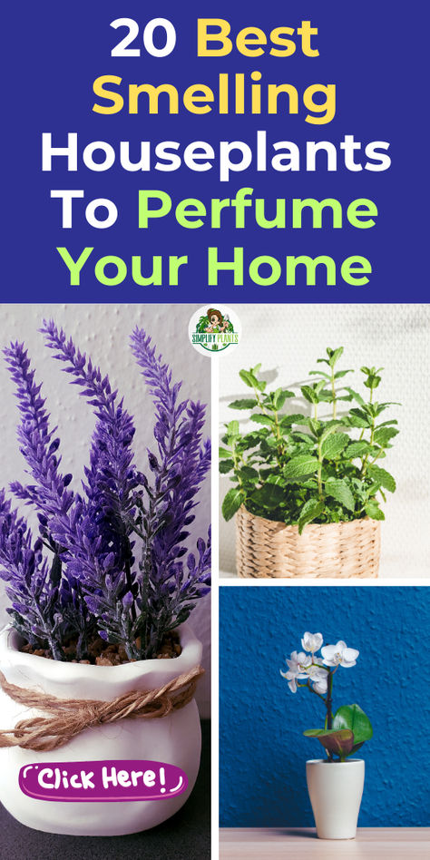 "Discover the 20 best smelling houseplants that can boost your mood and 
enhance your living space. From aromatic plants like lavender and jasmine 
to fragrant plants such as mint and rosemary, these household plants not 
only fill your home with delightful scents but also purify the air. Perfect 
for your bedroom or any room, these air-purifying plants elevate your 
environment while promoting relaxation and well-being. Explore our top 
picks for a happier, fresher home!" Plants That Heal, Pet Friendly House Plants, Best Air Purifying Plants, Air Cleaning Plants, Easy Care Houseplants, Air Purifying House Plants, House Smell Good, Household Plants, Plant Care Houseplant