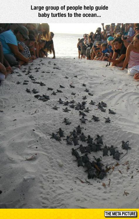 Faith in humanity restored Baby Sea Turtles, Sweet Pictures, Turtle Love, Faith In Humanity Restored, Humanity Restored, Baby Turtles, Baby Protection, Sea Turtles, Daytona Beach