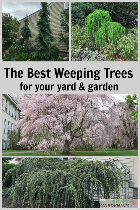 Weeping trees are make such beautiful landscape accents. Meet 14 amazing weeping tree varieties. Includes flowering, evergreen, and deciduous weeping tree types. #landscaping #gardening Weeping Conifer Trees, Ever Green Trees Landscaping, Different Trees Types, Weeping Birch Tree Landscaping, Weeping Willow Tree Front Yard, Weeping Cedar Tree, White Dogwood Tree Landscapes, Weeping Evergreen Trees Landscapes, Weeping Larch Tree