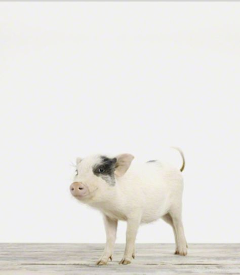 Piggy Pig Photography, Baby Piglets, Cute Piglets, Fluffy Cows, Animal Canvas Art, Pig Art, Baby Zebra, Baby Pigs