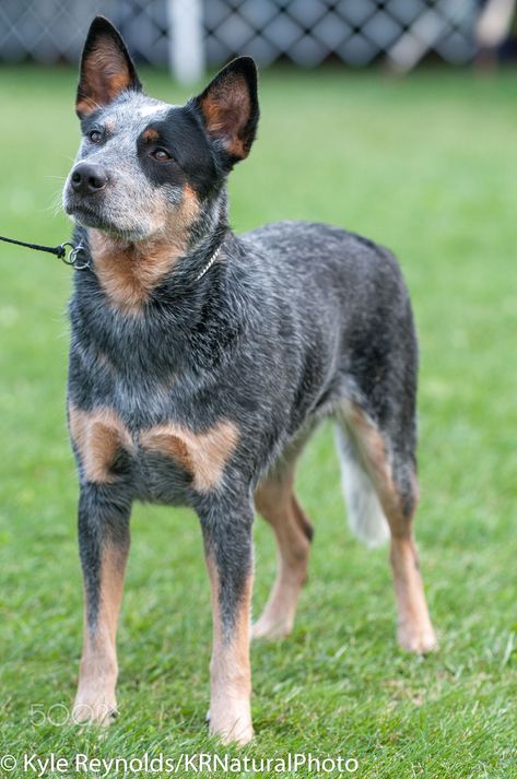 Animal Wallpaper Aesthetic, Aussie Cattle Dog, Dingo Dog, Herding Dogs Breeds, Austrailian Cattle Dog, Cattle Dogs Rule, Heeler Puppies, Blue Heeler Dogs, Blue Heelers