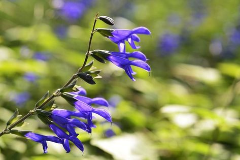 How to Care For Black and Blue Salvia | Hunker Black And Blue Salvia, Blue Salvia, United States Botanic Garden, Salvia Plants, Shade Loving Shrubs, Chicago Botanic Garden, Plant Zones, Corn Plant, Perennial Flowers