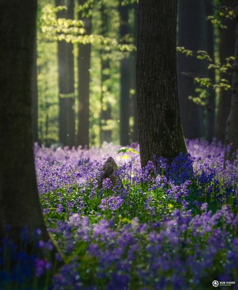 Woodland Flowers, National Photography, Forest Wallpaper, Forest Art, Magical Forest, Fairy Land, Landscape Photographers, Aesthetic Backgrounds, Featured Artist