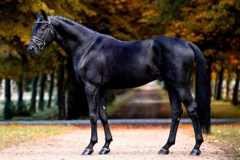 Black Thoroughbred, Horse Standing, Warmblood Horses, Thoroughbred Horse Racing, Horse Dressage, Horse Aesthetic, Black Horses, Appaloosa Horses, Thoroughbred Horse