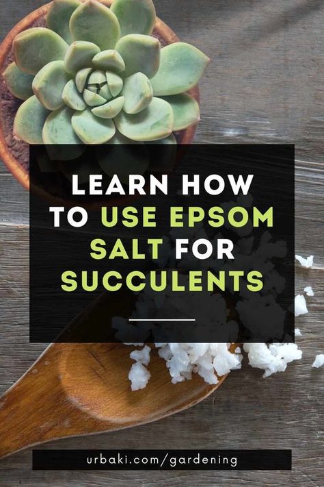 Epsom salts are a chemical compound made up of sulfate and magnesium, which is why they are also known as magnesium sulfate. Epsom salts can be purchased in many places. For example, it is common to find them in supermarkets and stores specializing in the sale of natural products. In some cases, they are even sold in garden stores, as they can also benefit plants. You can even use Epsom salt to fertilize and encourage your succulents to bloom. Each tip in this Epsom salt video provides ... Succulent Tips, Epsom Salt For Plants, Epsom Salt Garden, Suculent Plants, Diy Fertilizer, Succulent Fertilizer, How To Water Succulents, Succulent Garden Indoor, Succulent Garden Design