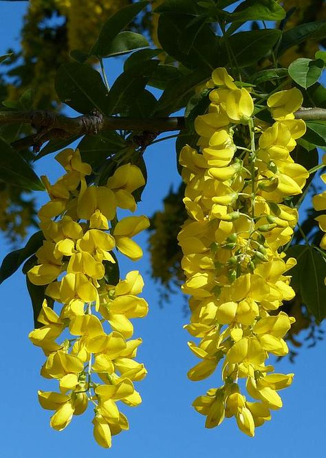 Laburnum Flower, Laburnum Anagyroides, Golden Rain Tree, Yellow Blossom, Rose Crafts, Beautiful Flowers Photos, Good Morning Images Flowers, Language Of Flowers, Beautiful Flowers Wallpapers