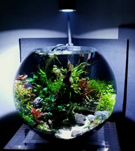 Shrimp Bowl, Aquascape Design, Aquarium Ideas, Fish Tanks, Fish Tank, Apartment, Fish, Bowl, Plants