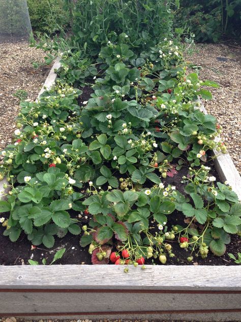 Strawberry Garden, Potager Garden, Garden Veggies, Garden Harvest, Veg Garden, Raised Bed, Garden Borders, Backyard Makeover, Veggie Garden