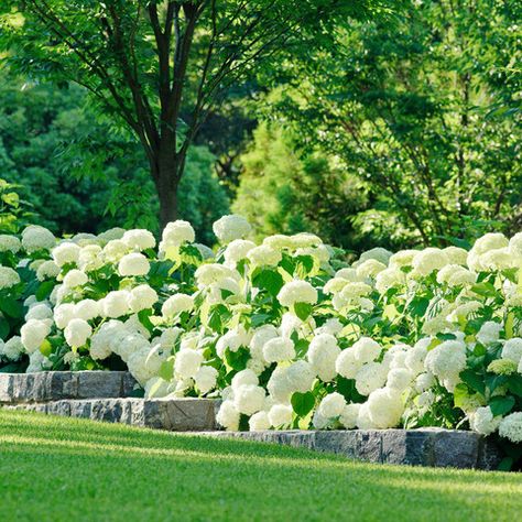 breathtaking Annabelle Hydrangea hedge Hydrangea Landscaping, Annabelle Hydrangea, French Country Garden Decor, Country Garden Decor, French Country Garden, Hydrangea Garden, Luxury Garden, Traditional Landscape, Country Garden