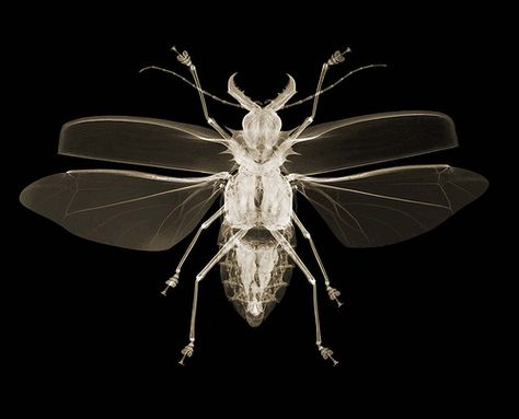 Nick Veasey, Bleaching Clothes, Xray Art, X-ray Images, Insect Art, A Bug, Bugs And Insects, Animal Sketches, X Ray