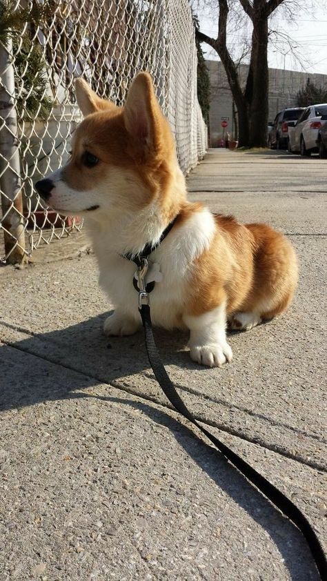 Corgi Facts, Corgi Puppy, Cute Corgi, Cute Dogs And Puppies, Corgi Dog, Welsh Corgi, Cute Cats And Dogs, Baby Dogs, 귀여운 동물