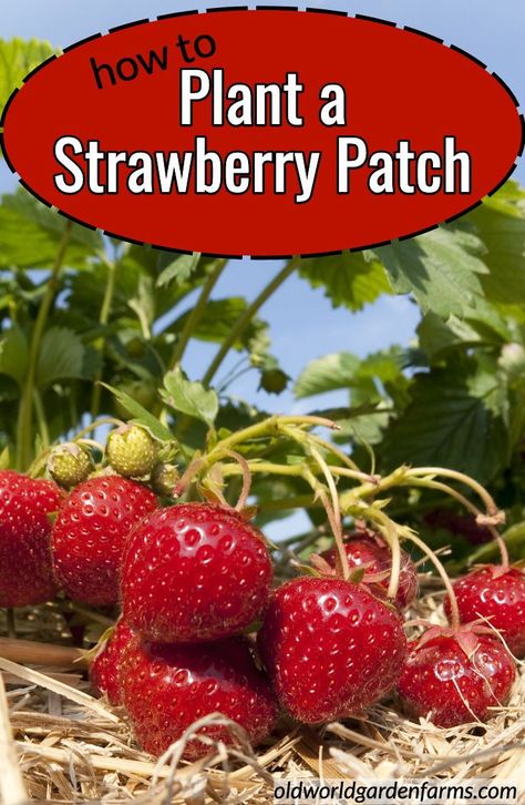 Garden Strawberries, Tanaman Indoor, Strawberry Garden, Growing Strawberries, Strawberry Patch, Magic Garden, Strawberry Plants, Starting A Garden, Veg Garden