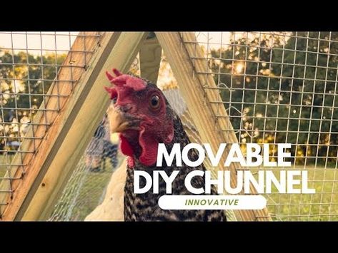 Chunnel Chicken Tunnel, Chicken Chunnel, Diy Chicken Tunnel, Chicken Village, Chicken Tunnel, Chicken Tunnels, Chicken Mom, Diy Chicken, Chicken Diy