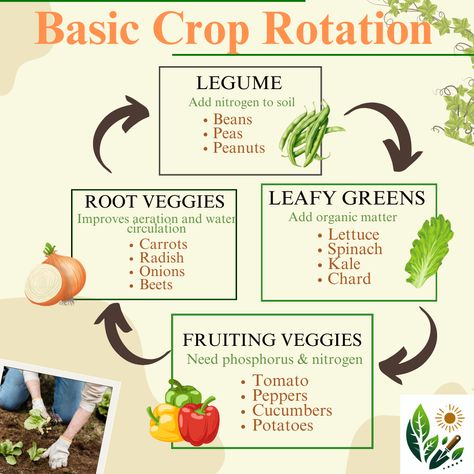 Here’s why you should rotate the location of crops within your garden.  1.	Soil Health: Different crops have varying nutrient requirements. Rotating crops prevents depletion of specific nutrients.  2.	Pest Management: Crop rotation disrupts the life cycles of pests and diseases. Moving crops to new spots reduces the buildup of soil-borne pathogens and pests.  3.	Weed Control: Certain weeds thrive in specific conditions. By rotating crops, you discourage weed species adapted to particular crops. Gardening Basics, Root Veggies, Crop Rotation, Pest Management, Soil Health, Organic Matter, Life Cycles, Agriculture, Tomatoes