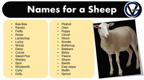 Show Sheep Names, Sheep Names, Good Names, Pet Sheep, Funny Sheep, Homestead Ideas, Adorable Creatures, Teaching English Grammar, Best Character Names