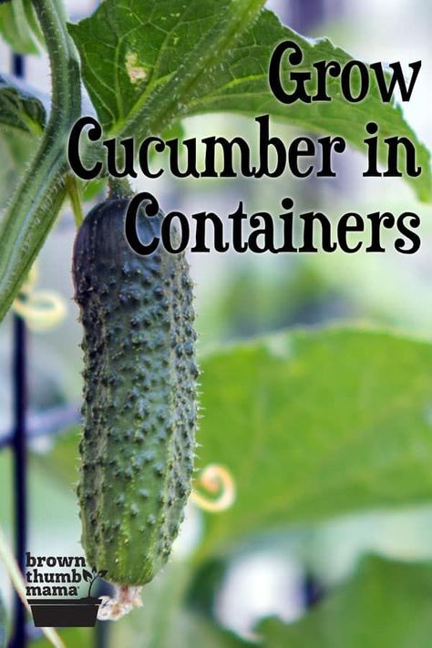 Growing Cucumbers In Containers, Cucumbers In Containers, Cucumbers In Pots, Grow Cucumbers Vertically, Grow Cucumber, Growing Cucumbers Vertically, How To Grow Cucumbers, Grow Cucumbers, Bucket Gardening